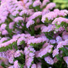 50 Pacific Mix STATICE (Sea Lavender) Mixed Colors  Limonium Sinuatum Flower Seeds