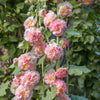 50 SUMMER CARNIVAL HOLLYHOCK Double Mixed Colors Red Pink White Yellow Peach Alcea Rosea Flower Seeds