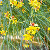 25 JERUSALEM THORN TREE Mexican Palo Verde Parkinsonia Aculeata Yellow & Red Flower Large Shrub Small Tree Legume Seeds