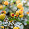 100 TOOTHACHE / EYEBALL PLANT Spilanthes Oleracea Red & Yellow Flower Herb Seeds