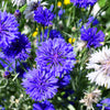 1000 Tall Blue BACHELOR'S BUTTON / CORNFLOWER Centaurea Cyanus Flower Seeds