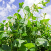 30 Red KIDNEY BEAN Phaseolus Vulgaris Vegetable Seeds