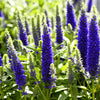 200 BLUE BOUQUET VERONICA Spicata Spike Speedwell Herb Flower Seeds