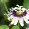 Yellow Passion Fruit Seeds – Vine Passiflora Edulis Flavicarpa Golden Passionfruit Purple & White Flower – photo 6