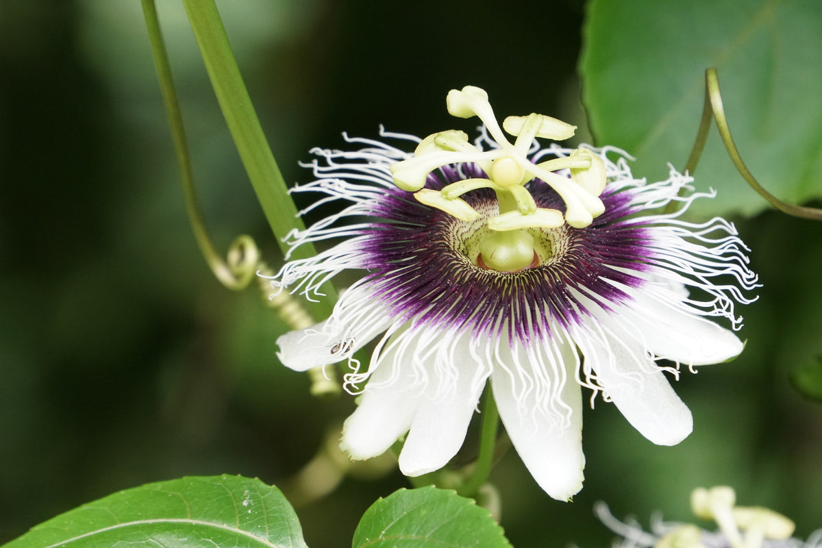Yellow Passion Fruit Seeds – Vine Passiflora Edulis Flavicarpa Golden Passionfruit Purple & White Flower – photo 6