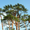 10 RED Japanese PINE TREE Korean Pinus Densiflora Evergreen Seeds