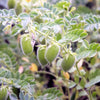 100 BLACK LENTIL Bush Lens Culinaris Vegetable Legume Sprouts Seeds
