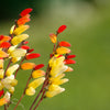 Firecracker Vine Seeds – Flower Mina Lobata Exotic Love Spanish Flag Ipomoea – photo 13