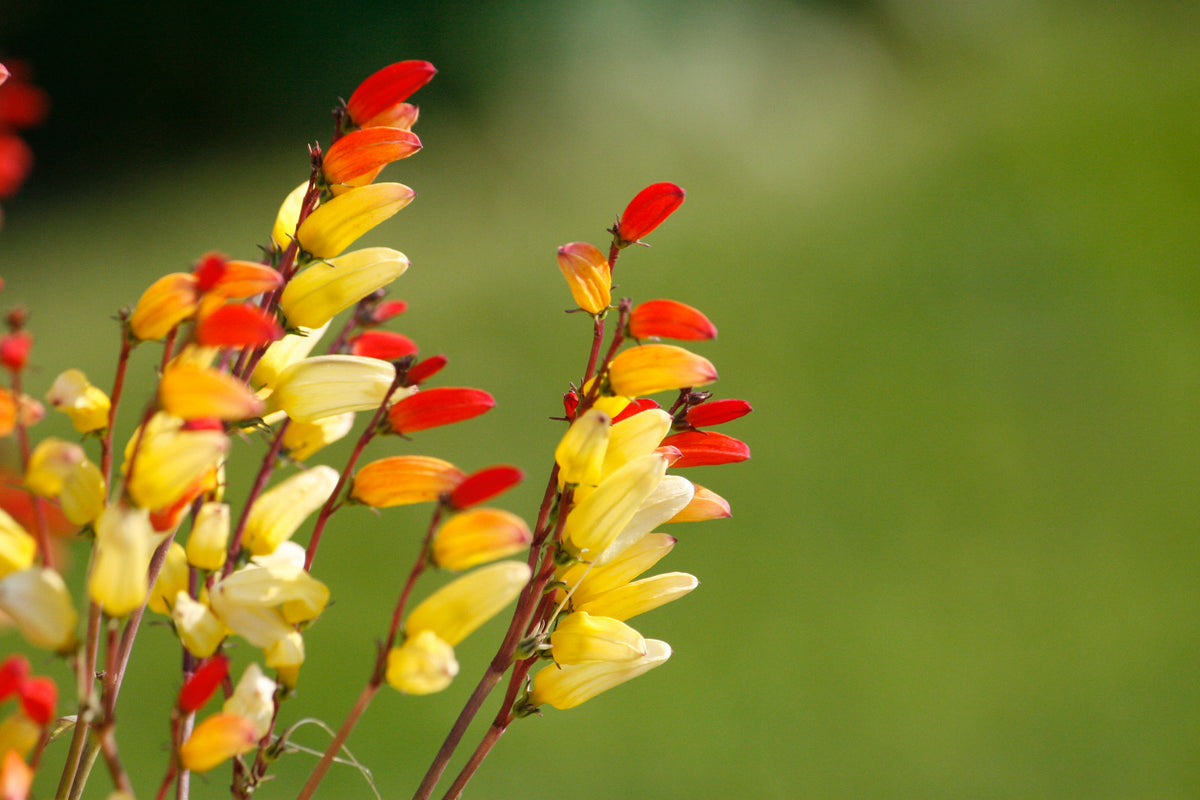 Firecracker Vine Seeds – Flower Mina Lobata Exotic Love Spanish Flag Ipomoea – photo 13