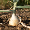 250 Sweet WALLA WALLA ONION Allium Cepa Vegetable Seeds