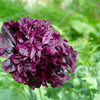 Black Peony Poppy Seeds – Papaver Peoniflorum Flower – photo 3