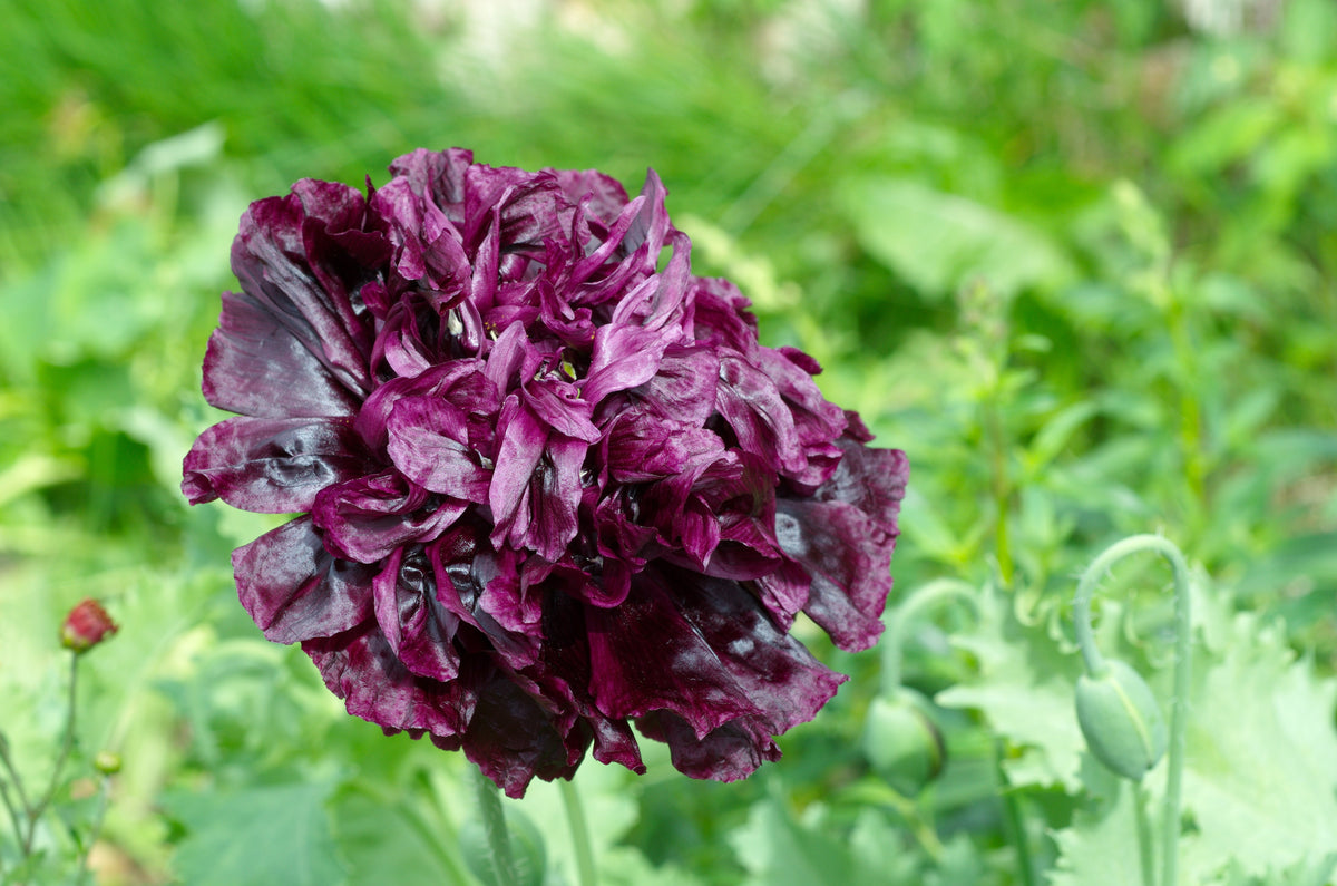 Black Peony Poppy Seeds – Papaver Peoniflorum Flower – photo 3