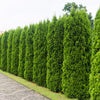 25 THUJA TREE Cedar Thuja Occidentalis Conifer Seeds
