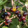 20 GOLDEN CURRANT SHRUB Black Fruit Yellow Flower Ribes Chrysobotrya Aurea Seeds