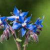 100 Blue Star BORAGE HERB Borago Officinalis Flower Seeds