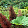 10 GUNNERA INSIGNIS Giant Rhubarb (Leaves up to 6' Wide, Red Flower Spikes to 3') Dinosaur Plant Seeds