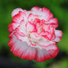 1000 Mixed Colors DOUBLE SHIRLEY POPPY Papaver Rhoeas Flower Seeds