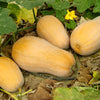 50 WALTHAM BUTTERNUT SQUASH Winter Cucurbita Moschata Vegetable Seeds