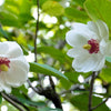 10 OYAMA MAGNOLIA TREE White Pink Flower Pink Pod Sieboldii Siebolds Shrub Seeds