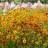 1000 GOLDEN WAVE COREOPSIS (Goldenmane Tickseed) Coreopsis Basalis Flower Seeds