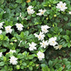 50 GARDENIA Jasminoides / CAPE JASMINE Fragrant White Shrub Houseplant Flower Seeds