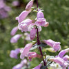250 LARGE FLOWERED BEARDTONGUE Penstemon Grandiflorus Native Pink Purple Flower Seeds