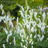 10 DOLL'S EYES Flower White Baneberry Cohosh Actaea Pachypoda Alba Seeds