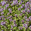 1000 LEMON THYME Thymus Pulegioides Herb Purple Flower Fragrant Evergreen Seeds