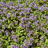 1000 LEMON THYME Thymus Pulegioides Herb Purple Flower Fragrant Evergreen Seeds