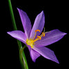 20 GRASSWIDOW Purple-Eyed Grass Sisyrinchium Inflatum syn. Olsynium Douglasii Grass Widows Reddish Purple Ornamental Grass Flower Seeds