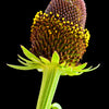 30 WESTERN CONEFLOWER Rudbeckia Occidentalis Green Wizard aka Rayless Naked Chocolate Black Flower Herb Seeds