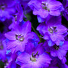 100 BLUE SPIRE LARKSPUR Delphinium Consolida Ambigua Ajacis Flower Seeds