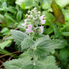 1000 HEIRLOOM CATNIP Nepeta Cataria Herb Flower Seeds