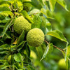 10 HEDGE APPLE Osage Orange Horse Apple Monkey Ball Maclura Pomifera Tree Seeds