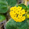 20 YELLOW SAND VERBENA Coastal Abronia Latifolia Arenaria Flower Seeds