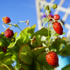 Vesca Baron Strawberry Seeds – Solemacher Berry Fragari Fruit – photo 4