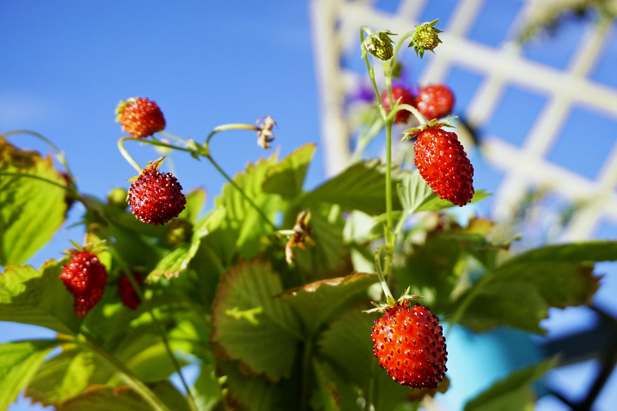 Vesca Baron Strawberry Seeds – Solemacher Berry Fragari Fruit – photo 4