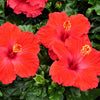 10 Luna RED HARDY HIBISCUS Hibiscus Moscheutos Balhibred Flower Seeds