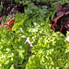 3000 OAK LEAF LETTUCE Lactuca Sativa Vegetable Seeds