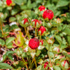 50 Edible Red MOCK STRAWBERRY Potentilla Indica Duchesnea Fruit Berry Seeds