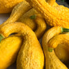 50 YELLOW CROOKNECK SQUASH Summer Cucurbita Pepo Crooked Neck Vegetable Seeds