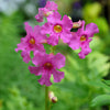 10 Cheron PINK HARDY GLOXINIA Incarvillea Delavayi Flower Seeds