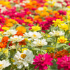 150 DWARF THUMBELINA ZINNIA Elegans Mixed Colors Flower Seeds