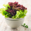 3000 Leaf Lettuce RED SALAD BOWL Lactuca Sativa Vegetable Seeds
