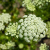 300 LUNAR WHITE CARROT Daucus Carota Vegetable Seeds