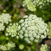 Lunar White Carrot Seeds – Daucus Carota Vegetable – photo 5