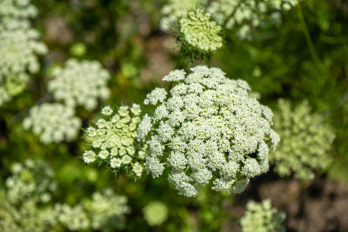 Lunar White Carrot Seeds – Daucus Carota Vegetable – photo 5