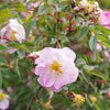 25 PINK SWAMP ROSE Rosa Palustris Flower Shrub Bush ( Average - Wet Soil ) Seeds
