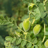 15 CHICK PEA / Garbanzo BEAN Chickpea Cicer Arientum Vegetable Seeds