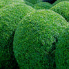 30 AMERICAN BOXWOOD Common Buxus Sempervirens European Box Shrub Seeds